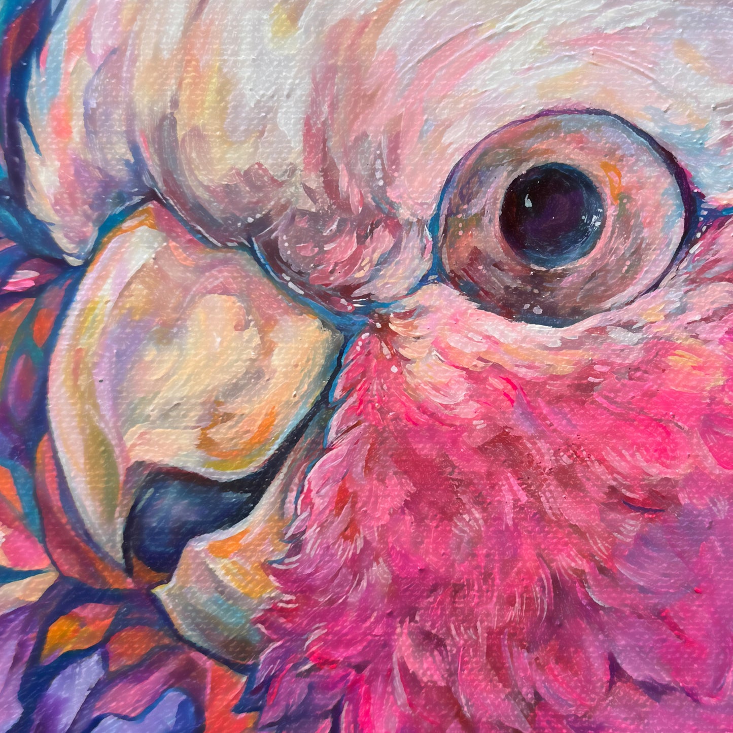 Harry the Galah Print - Square Sizes - 6x6, 8x8, 10x10, 11x11